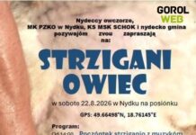 Tradycyjne Strzigani owiec w Nydku już w najbliższą sobotę!